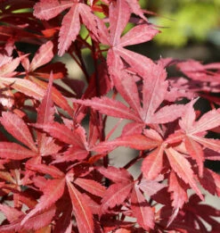 Fächerahorn Beni Otake 30-40cm - Acer Palmatum