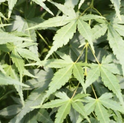 Japanischer Fächerahorn Going Green® 30-40cm - Acer Palmatum