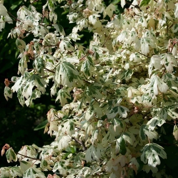 Weißbunter Feldahorn Carnival 60-80cm - Acer Campestre 3 Weißbunter Feldahorn Carnival 60-80cm - Acer Campestre