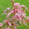 Streifenahorn Red Flamingo 80-100cm - Acer Conspicuum 2 Streifenahorn Red Flamingo 80-100cm - Acer Conspicuum -Tom 's Orchard Acer conspicuum RedFlamingo