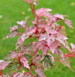 Streifenahorn Red Flamingo 80-100cm - Acer Conspicuum