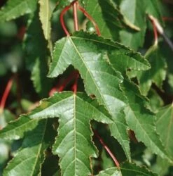 Feuer Ahorn 100-125cm - Acer Ginnala