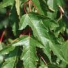 Feuer Ahorn 80-100cm - Acer Ginnala -Tom 's Orchard Acer ginnala BLWS235545