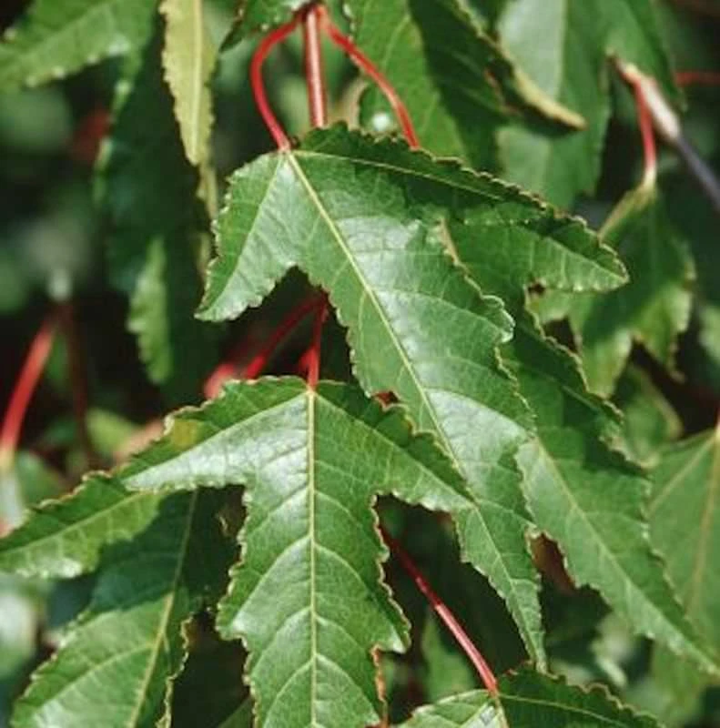 Feuer Ahorn 80-100cm - Acer Ginnala 3 Feuer Ahorn 80-100cm - Acer Ginnala