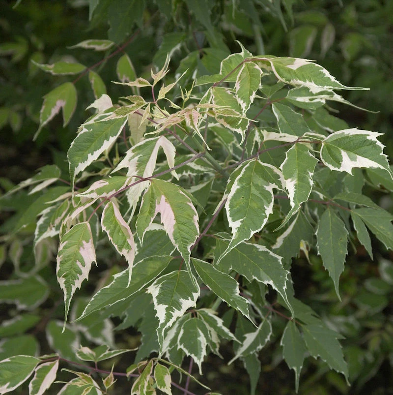 Eschen Ahorn Flamingo 125-150cm - Acer Negundo 3 Eschen Ahorn Flamingo 125-150cm - Acer Negundo