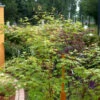 Japanischer Ahorn Anne Irene 80-100cm - Acer Palmatum -Tom 's Orchard Acer palmatum Anne Irene1