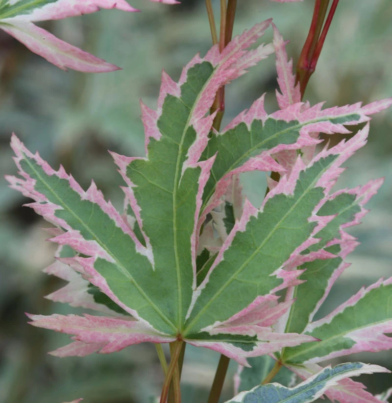 Hochstamm Fächerahorn Butterfly 60-80cm - Acer Palmatum 3 Hochstamm Fächerahorn Butterfly 60-80cm - Acer Palmatum