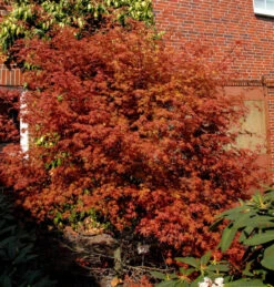 Rotaustreibender Fächerahorn Deshojo 100-125cm - Acer Palmatum