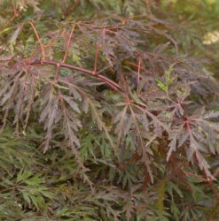 Hochstamm Fächerahorn Orangeola 80-100cm - Acer Palmatum