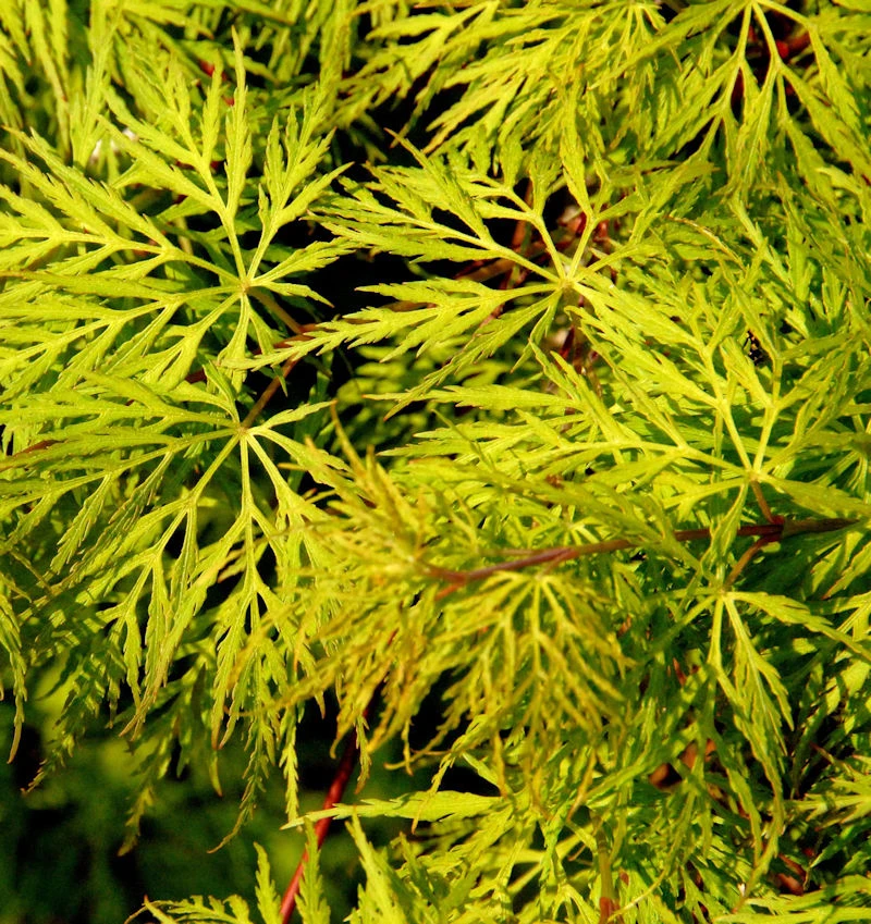 Schlitzfächerahorn Emerald Lace 80-100cm - Acer Palmatum 3 Schlitzfächerahorn Emerald Lace 80-100cm - Acer Palmatum