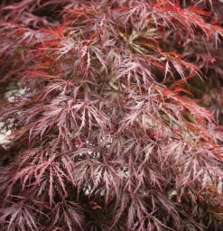 Hochstamm Dunkelroter Schlitz Ahorn Garnet 40-60cm - Acer Palmatum
