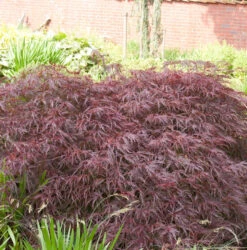 Dunkelroter Schlitz Ahorn Garnet 70-80cm - Acer Palmatum