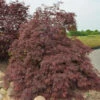 Fächerahorn Inaba Shidare 30-40cm - Acer Palmatum