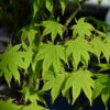 Japanischer Schlitzahorn Limelight 60-80cm - Acer Palmatum -Tom 's Orchard Acer palmatum Limelight