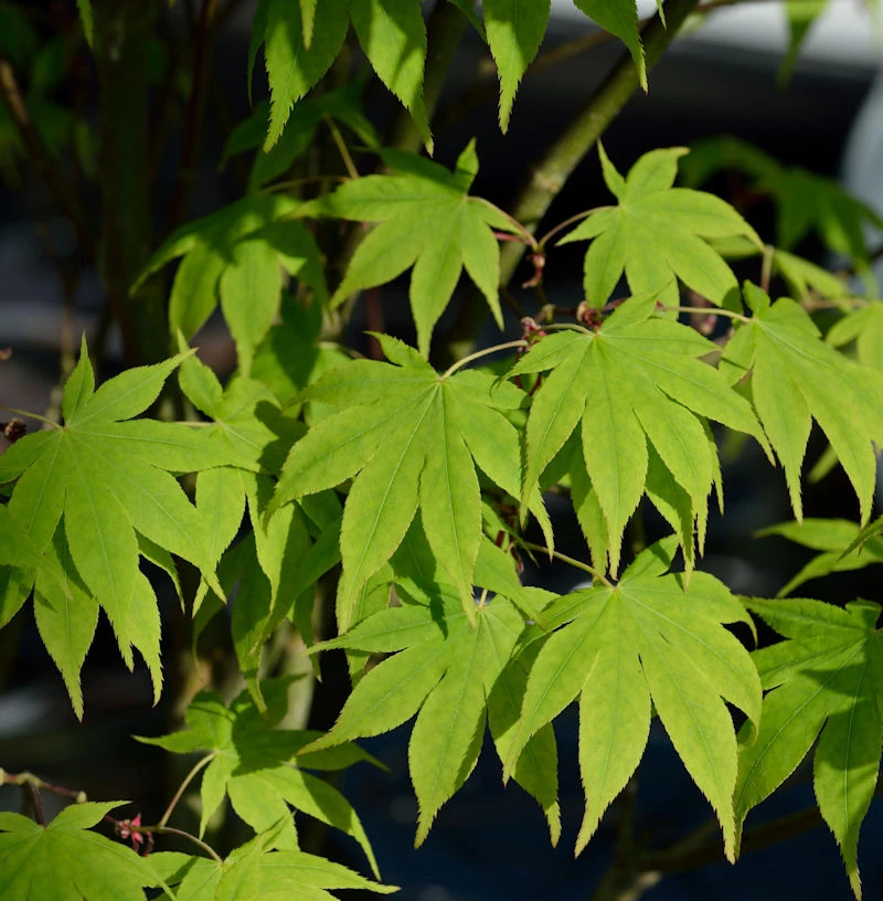 Japanischer Schlitzahorn Limelight 60-80cm - Acer Palmatum 3 Japanischer Schlitzahorn Limelight 60-80cm - Acer Palmatum