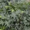 Fächerahorn Little Princess 40-60cm - Acer Palmatum -Tom 's Orchard Acer palmatum Little Princess 1 1
