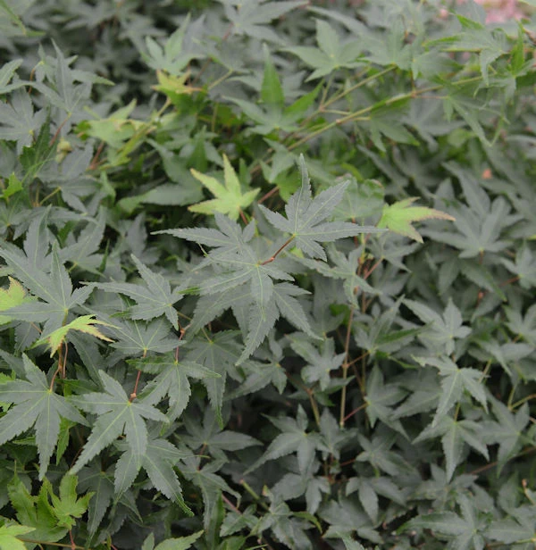 Fächerahorn Little Princess 40-60cm - Acer Palmatum 3 Fächerahorn Little Princess 40-60cm - Acer Palmatum