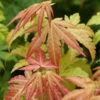 Fächerahorn Orange Dream 80-100cm - Acer Palmatum -Tom 's Orchard Acer palmatum OrangeDream 2