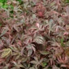 Hochstamm Fächerahorn Pink Passion 80-100cm - Acer Palmatum 2 Hochstamm Fächerahorn Pink Passion 80-100cm - Acer Palmatum -Tom 's Orchard Acer palmatum Pink Passion