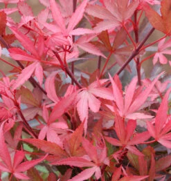 Hochstamm Zwergahorn Shaina 40-60cm - Acer Palmatum