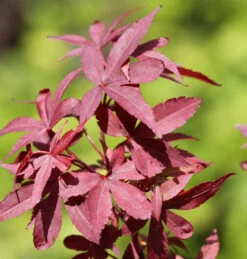 Japanischer Ahorn Twomblys Red Sentinel 60-80cm - Acer Palmatum