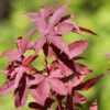 Japanischer Ahorn Twomblys Red Sentinel 80-100cm - Acer Palmatum 1 Japanischer Ahorn Twomblys Red Sentinel 80-100cm - Acer Palmatum -Tom 's Orchard Acer palmatum Twomblys Red Sentinel