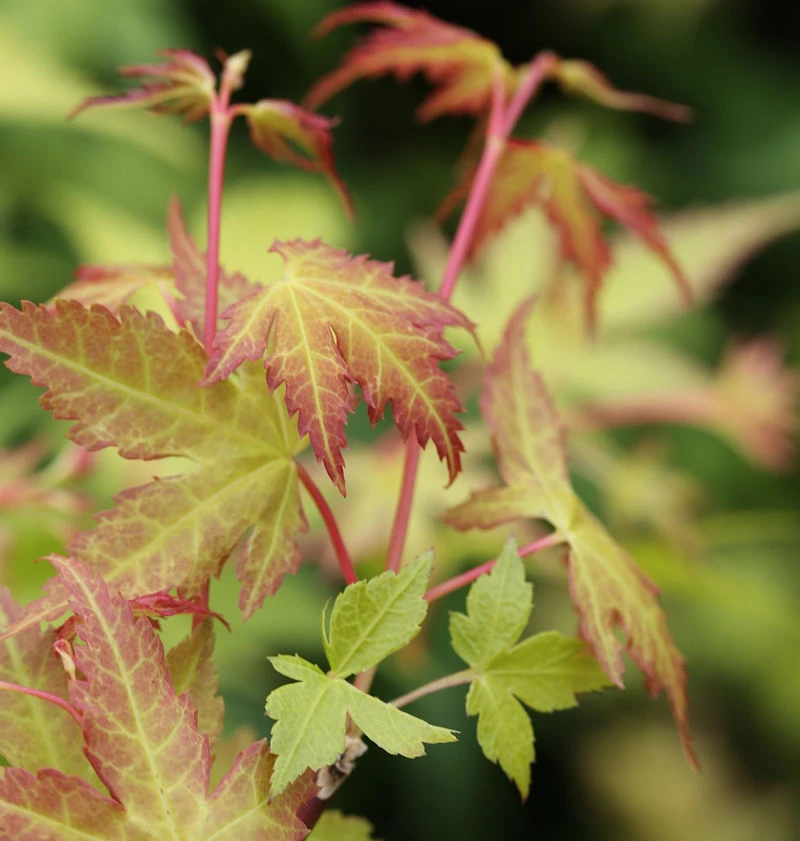 Fächerahorn Katsura 100-125cm - Acer Palmatum 3 Fächerahorn Katsura 100-125cm - Acer Palmatum