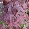 FĂ€cherahorn Moonfire 40-60cm - Acer Palmatum 2 FĂ€cherahorn Moonfire 40-60cm - Acer Palmatum -Tom 's Orchard Acer palmatumMoonfire