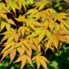Fächerahorn Osakazuki 40-60cm - Acer Palmatum -Tom 's Orchard Acer palmatumOsakazuki 1