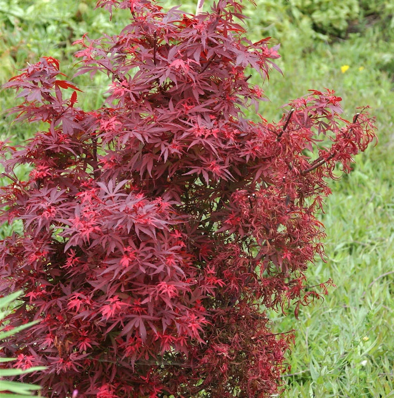 Zwergahorn Shaina 100-125cm - Acer Palmatum 3 Zwergahorn Shaina 100-125cm - Acer Palmatum