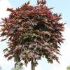 Hochstamm Säulen Blut Ahorn 125-150cm - Acer Platanoides 1 Hochstamm Säulen Blut Ahorn 125-150cm - Acer Platanoides -Tom 's Orchard Acer platanoides Crimson Sentry Stamnm