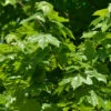 Zwerg Spitz-Ahorn Nowusch 60-80cm - Acer Platanoides -Tom 's Orchard Acer platanoidesNowusch 1