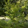 Koreanischer Fächer Ahorn Arctic Jade 100-125cm - Acer Pseudosieboldianum -Tom 's Orchard Acer pseudosieboldianum Arctic Jade 1