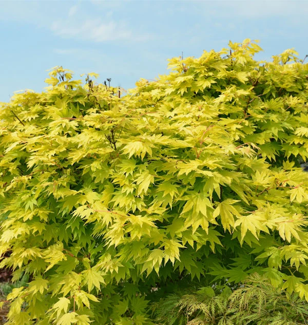 Japanischer Goldahorn Jordan 60-80cm - Acer Shirasawanum Jordan 3 Japanischer Goldahorn Jordan 60-80cm - Acer Shirasawanum Jordan