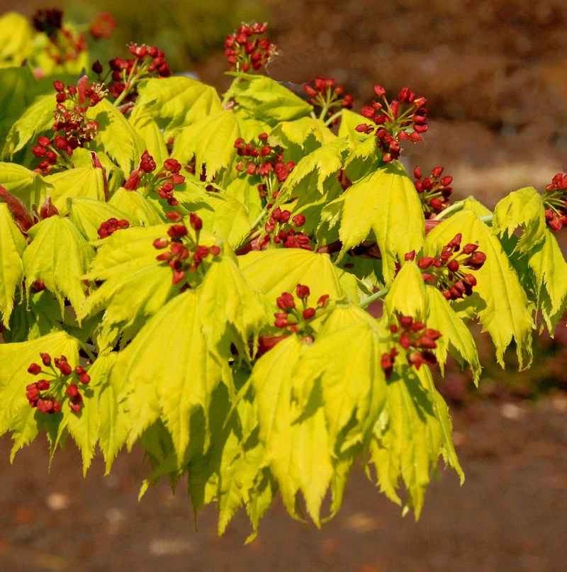 Japanischer Goldahorn 50-60cm - Acer Shirasawanum Aureum 3 Japanischer Goldahorn 50-60cm - Acer Shirasawanum Aureum