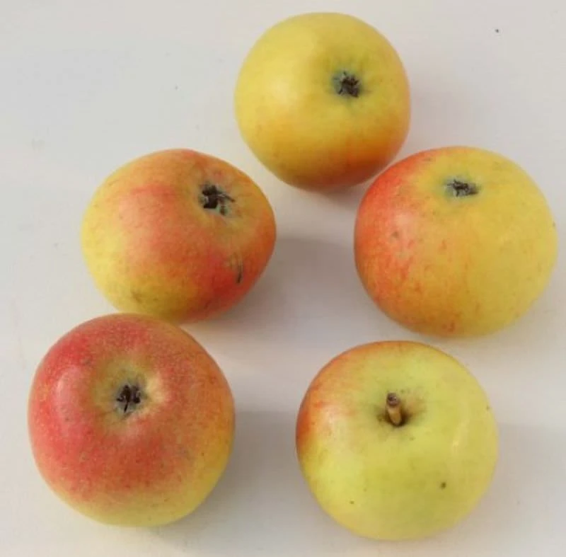 Apfelbaum Martini 60-80cm - Feinwürzig Und Edel 3 Apfelbaum Martini 60-80cm - Feinwürzig Und Edel