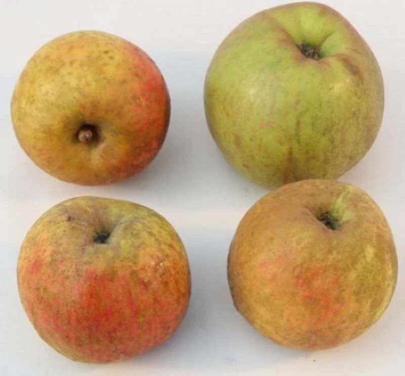 Apfelbaum Schöner Aus Boskoop 60-80cm - Ein Winterapfel 3 Apfelbaum Schöner Aus Boskoop 60-80cm - Ein Winterapfel