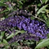 Zwerg Schmetterlingsstrauch Blue Chip Jr. 60-80cm - Buddleja 2 Zwerg Schmetterlingsstrauch Blue Chip Jr. 60-80cm - Buddleja -Tom 's Orchard Buddleja Blue Chip Jr
