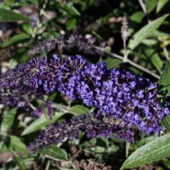 Zwerg Schmetterlingsstrauch Blue Chip Jr. 60-80cm - Buddleja