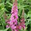 Schmetterlingsstrauch Soft Pink 30-40cm - Buddleja -Tom 's Orchard Buddleja Buzz SoftPink