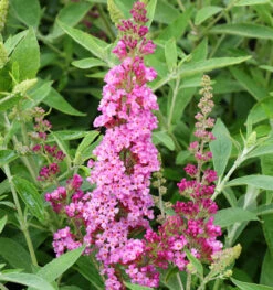 Schmetterlingsstrauch Soft Pink 30-40cm - Buddleja