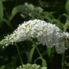 Sommerflieder Darts Ornamental White 40-60cm - Buddleja -Tom 's Orchard Buddleja Darts Ornamental White 1