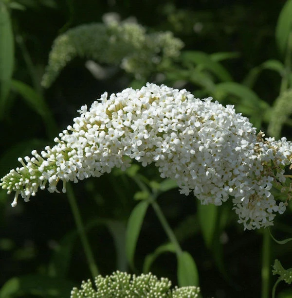 Sommerflieder Darts Ornamental White 40-60cm - Buddleja 3 Sommerflieder Darts Ornamental White 40-60cm - Buddleja