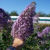 Sommerflieder Gulliver® 60-80cm - Buddleja 2 Sommerflieder Gulliver® 60-80cm - Buddleja -Tom 's Orchard Buddleja Davidii Gulliver
