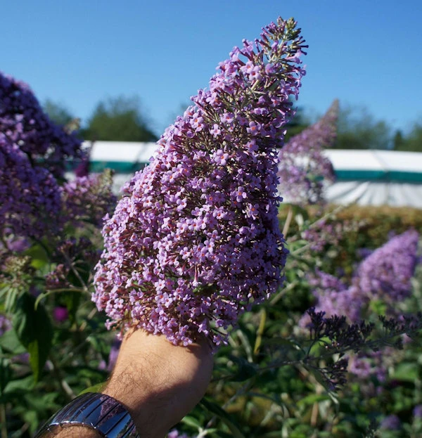 Sommerflieder Gulliver® 60-80cm - Buddleja 3 Sommerflieder Gulliver® 60-80cm - Buddleja