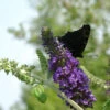 Sommerflieder Empire Blue 100-125cm - Buddleja 2 Sommerflieder Empire Blue 100-125cm - Buddleja -Tom 's Orchard Buddleja Empire Blue 1 1 1