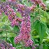 Sommerflieder Flower Power 80-100cm - Buddleja 1 Sommerflieder Flower Power 80-100cm - Buddleja -Tom 's Orchard Buddleja Flower Power BLWS303226 1