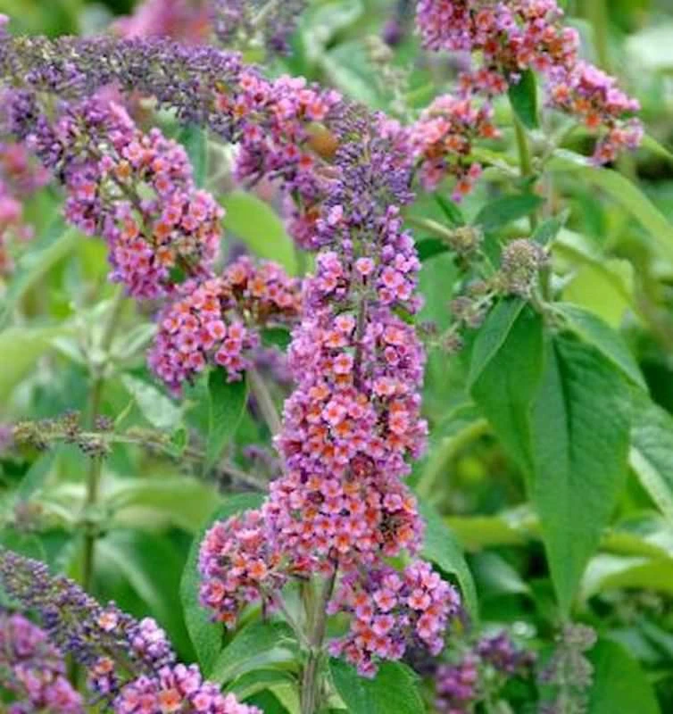 Sommerflieder Flower Power 80-100cm - Buddleja 3 Sommerflieder Flower Power 80-100cm - Buddleja