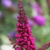 Schmetterlingsstrauch Buzz Hot Raspberry 30-40cm - Buddleja 2 Schmetterlingsstrauch Buzz Hot Raspberry 30-40cm - Buddleja -Tom 's Orchard Buddleja Hot Raspberry