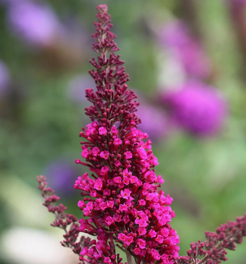 Schmetterlingsstrauch Buzz Hot Raspberry 30-40cm - Buddleja 3 Schmetterlingsstrauch Buzz Hot Raspberry 30-40cm - Buddleja
